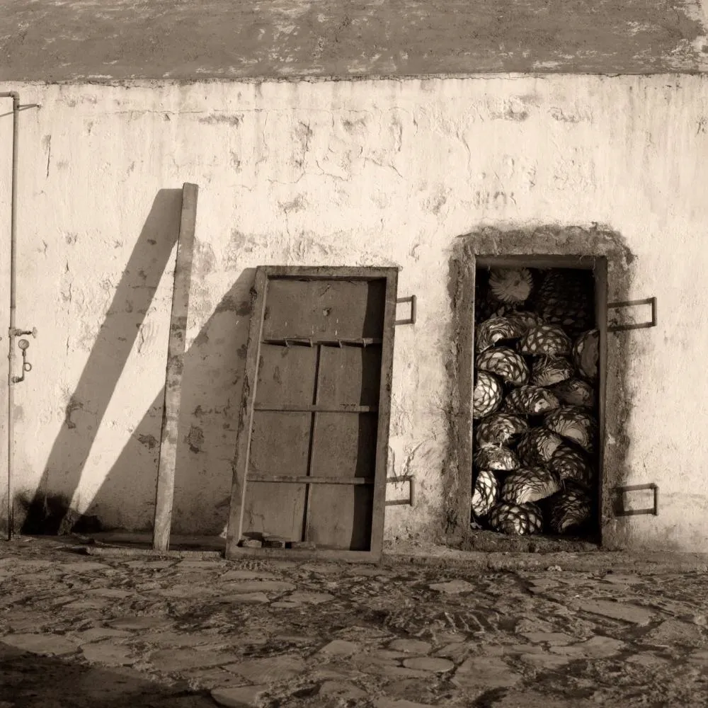 Agave, Levantate y Camina